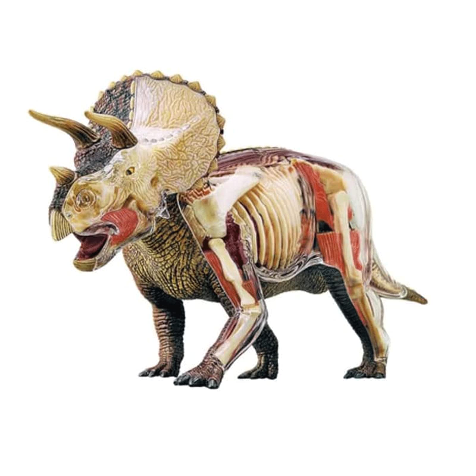 Anatomy Model Skeleton Model Anatomy Model Simulated Dinosaur Animal Model Triceratops Animal Organs Model Teaching Toys 29.1 * 21 * 12.5cm Anatomical Models