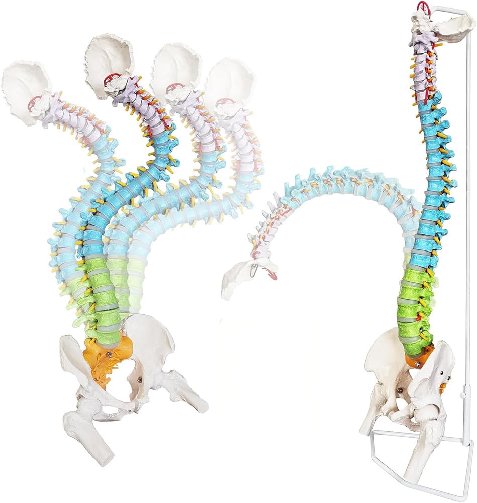 Modelo de columna vertebral humana de tamaño real, médula espinal anatómica de 34.6 pulgadas con soporte, codificado para regiones cervical, torácica, lumbar para estudiantes de medicina y