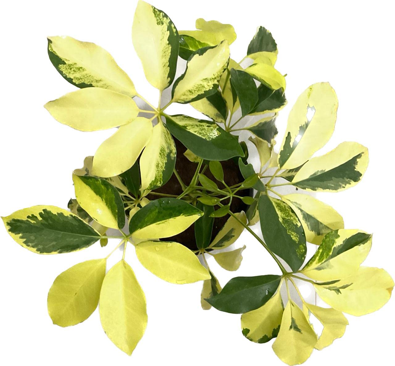 Garden Art New Imported Live Schefflera Varigated Broad Leaf Umbrella tree Live Plant Indoor For Home,Office,Garden Patio Decor Including Nursery Growers Bag/Pot.(Pack Of One Healthy Plant) (B0BT4Y337V) Amazon Price History, Amazon Price Tracker