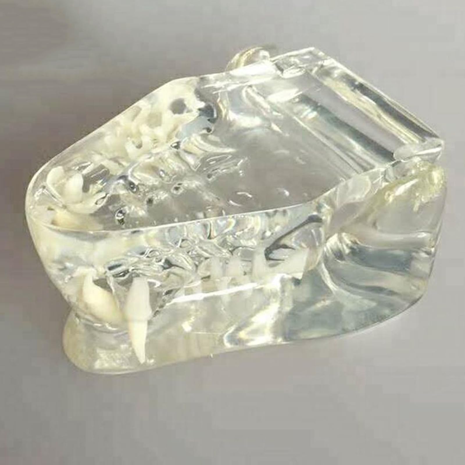 Modelo Anatómico De Cráneo De Gato, Mandíbula Y Hueso Transparente para Dientes De Perro, Modelo De Dientes Bucales para Clínica Veterinaria (Transparente, 8 Cm,Transparent-8cm