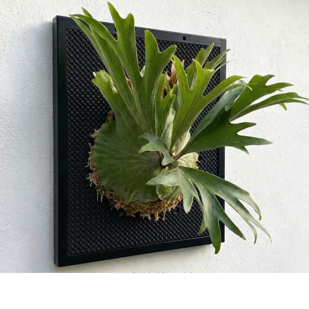 Amazon｜観葉植物着生用プレート シンプル形状 メッシュ構造 通気性