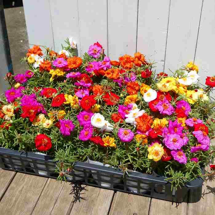 Amazon.co.jp: マツバボタン 苗 松葉牡丹 複色寄せ植え 終日咲き 花壇