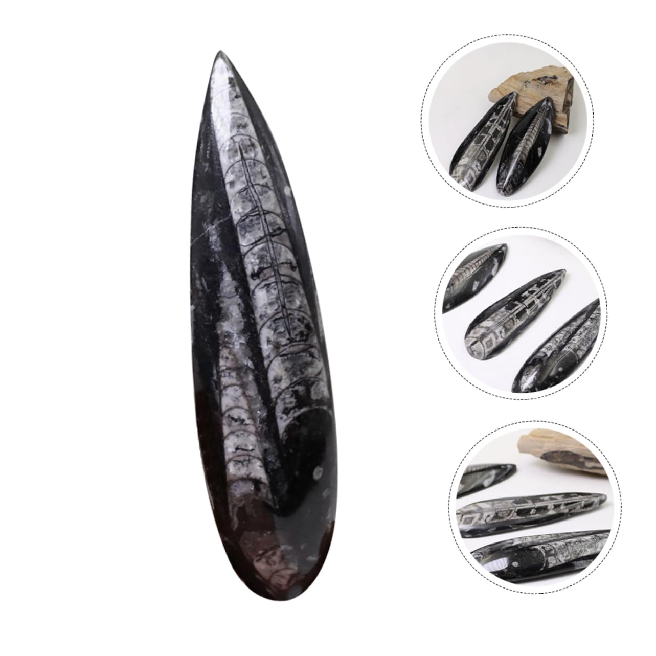 Toddmomy Modelo de Fósil Paleontológico Mineral Negro para Enseñanza y Colección, Enriquecimiento Educativo y Desarrollo Creativo para Niños en Su Día