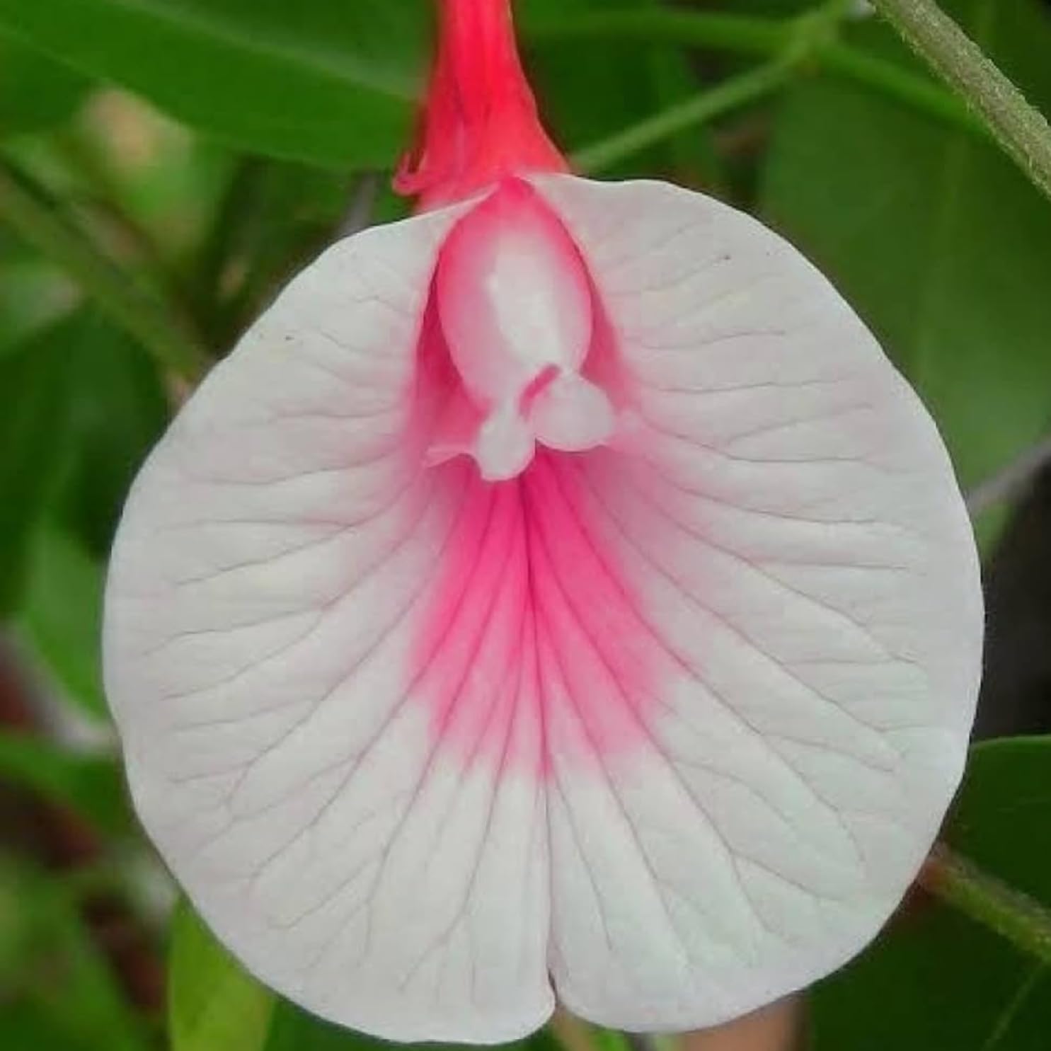 Floral Treasure Hybrid " Pink White " Clitoria ternatea Aparajita/Shankpushpam/Butterfly Pea Flower 10 Seeds Pack (B0D3DHYN8G) Amazon Price History, Amazon Price Tracker