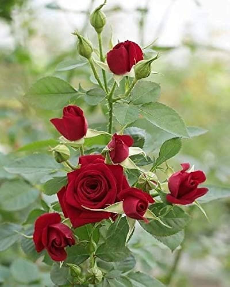 The Green View Garden Rare Grafted exotice "Dark Red" Kashmiri Rose flower Plant For Gardening In poly bag (B0BSGHBN9D) Amazon Price History, Amazon Price Tracker