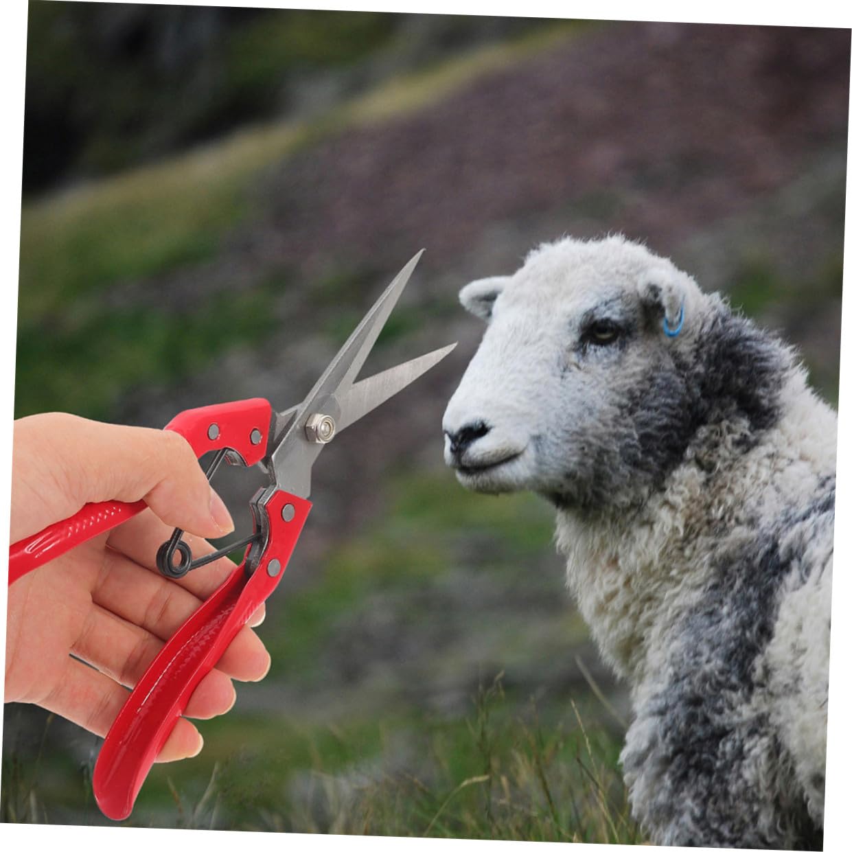 Esquiladora de Ovejas Manual para Lana de Animales, 2 Piezas | Acero al Carbono Naranja, Agarre Cómodo, Uso en Granja para Tareas de Esquila a Gran Escala