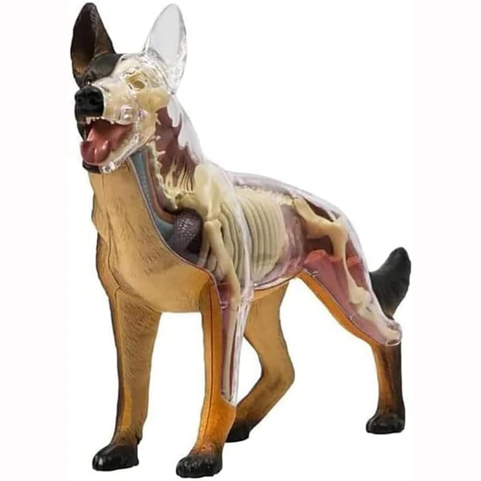 Modèle d'anatomie de Chien, Squelette de Chien, spécimen de Squelette d'animal, biologie détachable, 29 pièces for la démonstration de l'enseignement des Animaux 4D