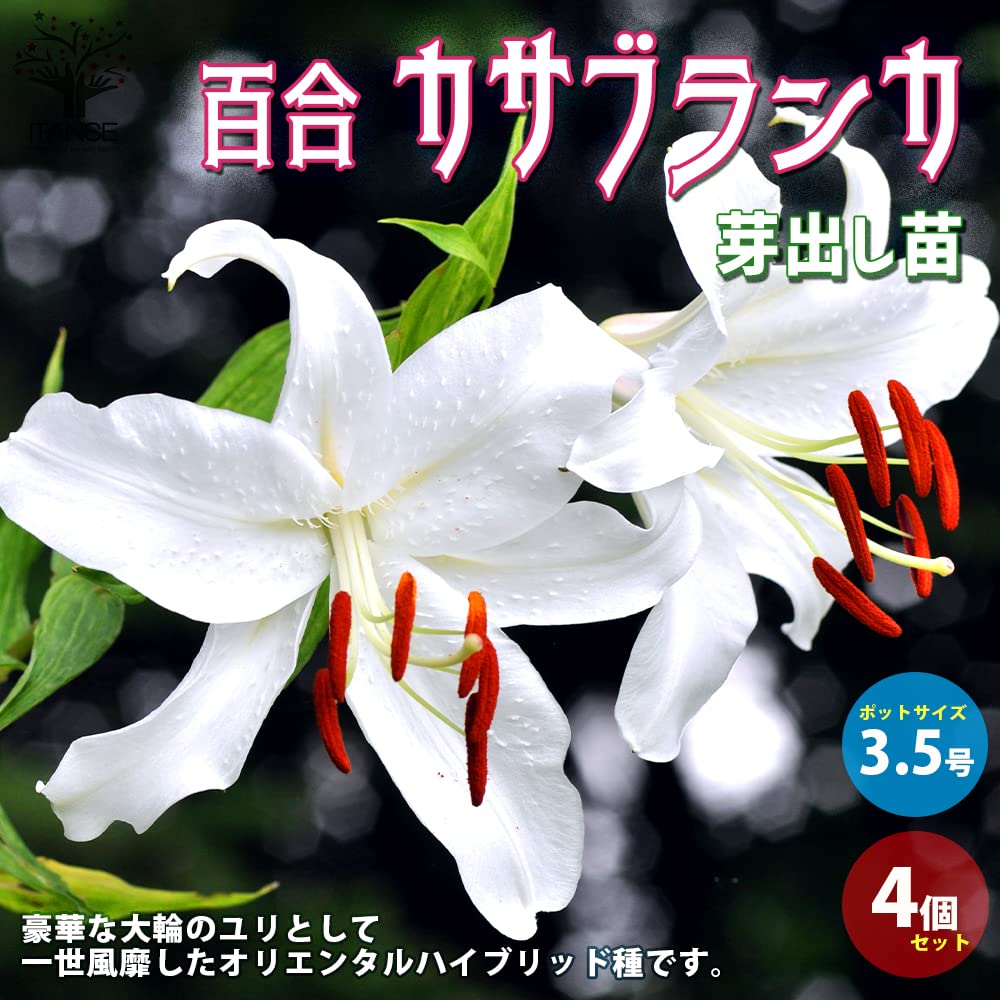 Amazon.co.jp: 百合・カサブランカ(白花) 芽出し苗 4個セット【品種で