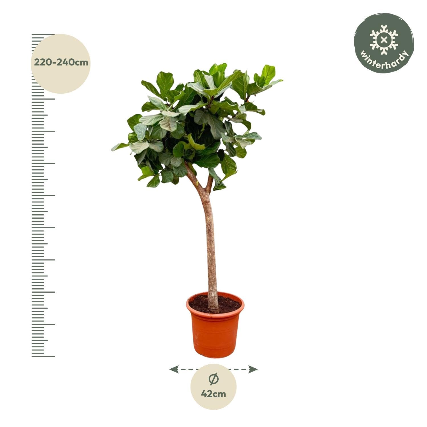 Ficus Lyrata Natural, Roślina pokojowa, zielony, 230 cm, ø40-45 cm
