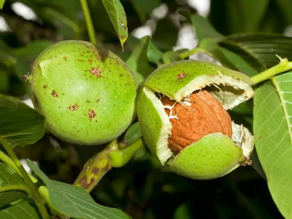 See full amazon price history chart for Healthy Vibe With Green Sweet Walnut Live Plant Friut (Akhrot Live Plant) (Almond Plant) Healthy Vibe With Green Sweet Walnut Live Plant Friut (Akhrot Live Plant) (Almond Plant) (B0C81RMCYM) Amazon Price History, Amazon Price Tracker