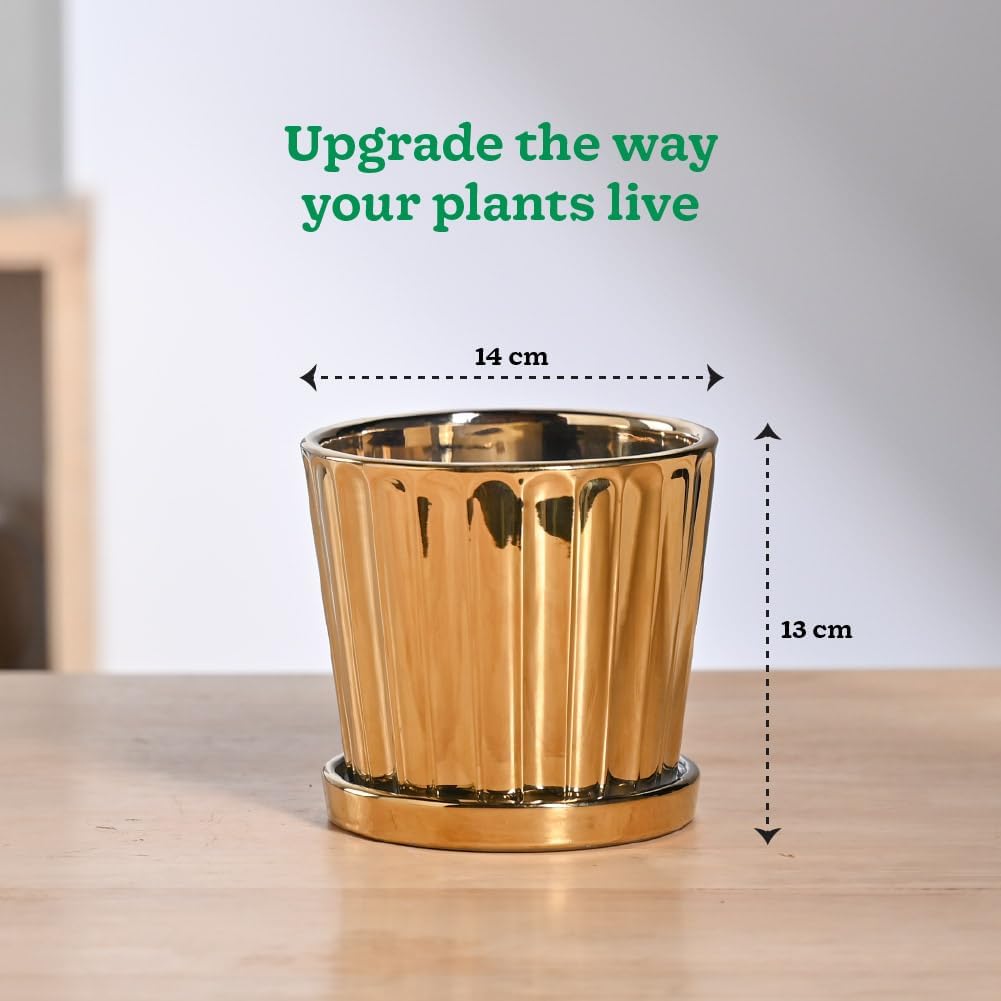 UGAOO Fluted Ceramic Pot - Gold -7 UGAOO Fluted Ceramic Pot - Gold -7