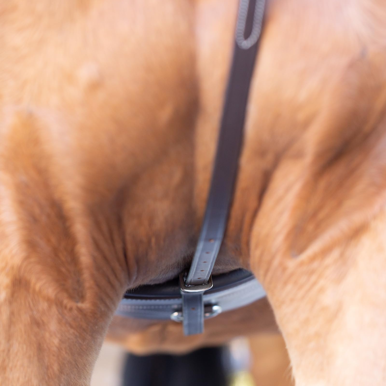 Equinavia Saga Martingala de pie ajustable de cuero con herrajes de acero inoxidable - marrón chocolate - caballo