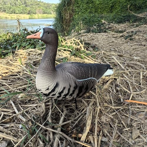 Heerweiyi Realistic Specklebelly Goose Decoys - Durable and Detailed Hunting Decoy Set with Lifelike Feather Patterns - 6-Pack for Outdoor Sports and Waterfowl Hunting - Thumbnail 5