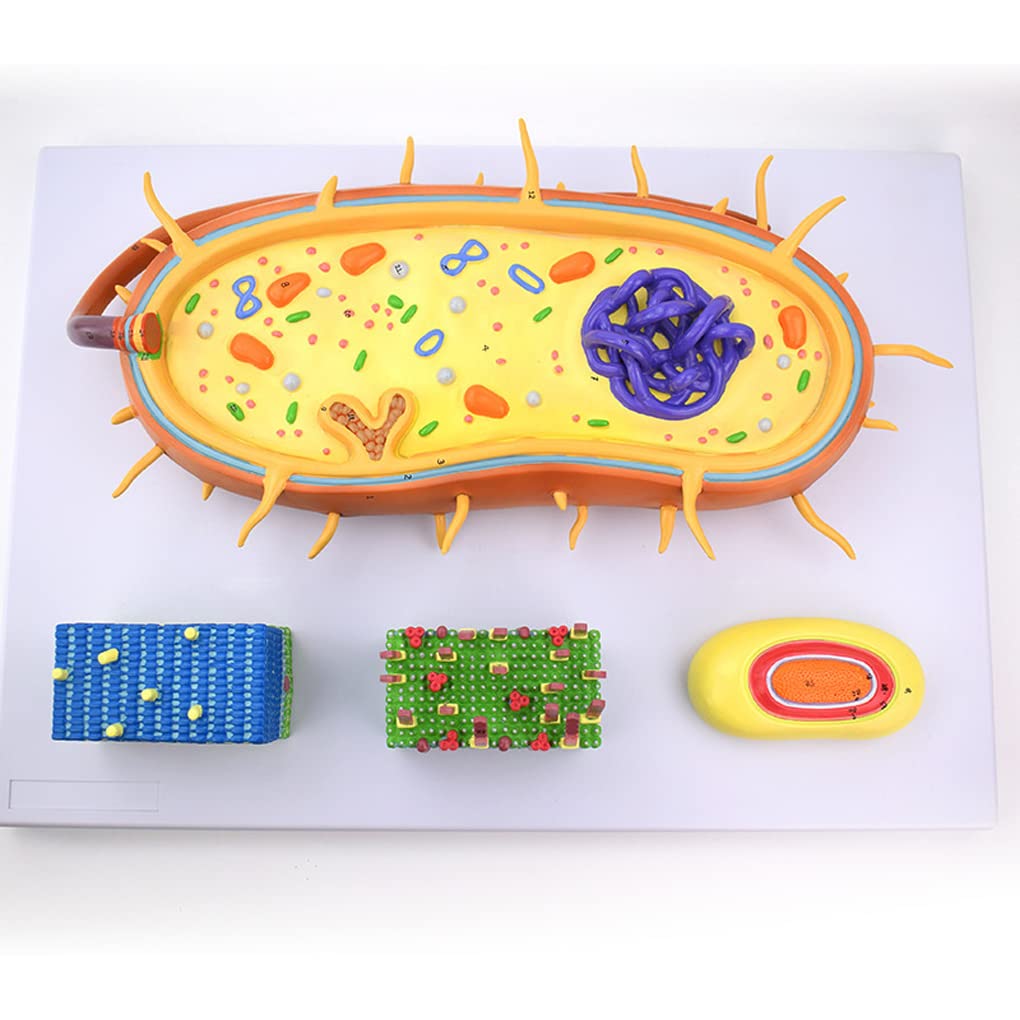 Ingrandimento educativo del modello 2000X delle cellule batteriche della sezione trasversale con la struttura cromosomica del DNA per l'apprendimento della microbiologia