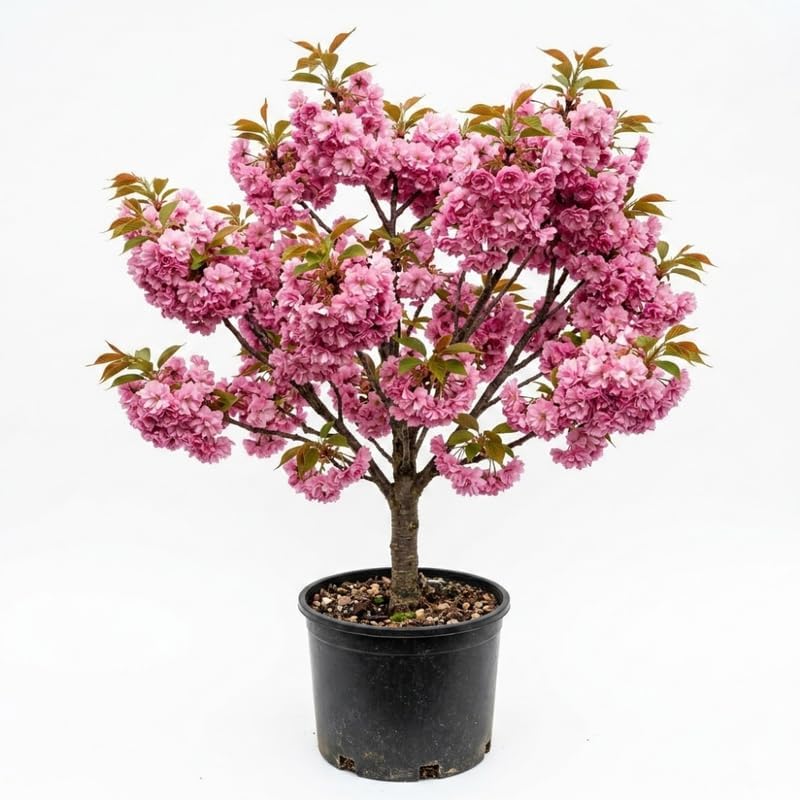 Double Pink Cherry Blossom Tree Live Plant 2-3 Ft, Flowering Cherry Tree for Outdoor Garden, Ornamental Vibrant Bloom Tree for Yard, Landscape or Garden Planting, 3 Gallon Pot, No Ship to CA