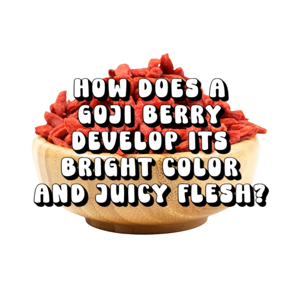 How Does a Goji Berry Develop Its Bright Color and Juicy Flesh?