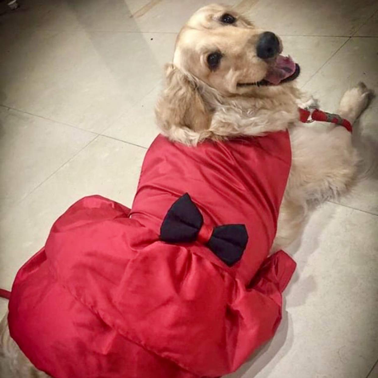 That Dog in Tuxedo Dog Clothes Dog Party Dress - Red (Size 19) 2