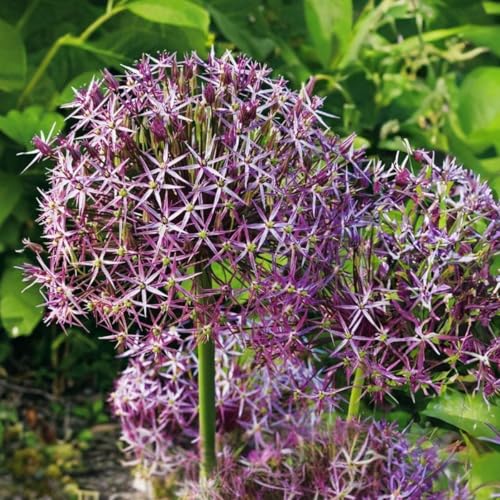 Plant in a Box - Allium Christophii - Bulbi di fiori x30 - Cebolla decorativa - púrpura - Bulbi olandesi