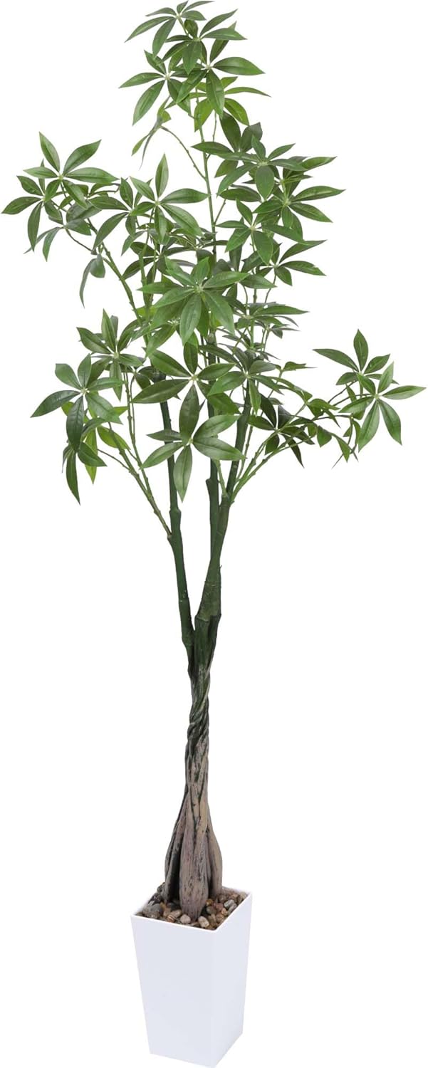 グロリアスドラゴン 本体大サイズ タグ付きAloe hyb子株3つ生え 第四種 グロリアスドラゴン 本体大サイズ タグ付きAloe hyb子株3つ生え 第四種