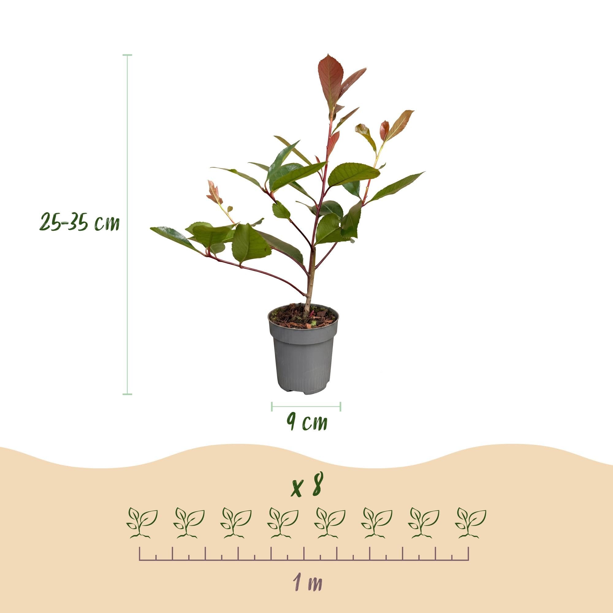 Green boutiQ - 16x Photinia fraseri Red Robin - Glanzmispel - Heckenpflanzen - Immergrün - Rot - Topf 9cm - Höhe 25-35cm