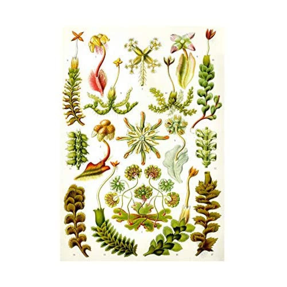 Wee Blue Coo 82nd Plate Ernst Haeckel Kunstformen Der Natur Hepatic Wall Art Print