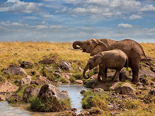 Elephants of Maasai Mara par Mario Moreno 60 x 80 cm voyage intérieur
