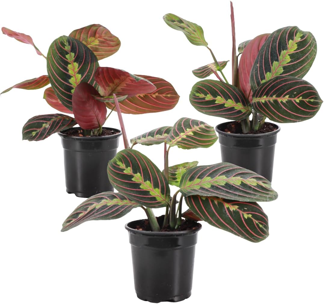 Thorsen's Greenhouse Red Prayer Plant, Live Indoor Plant, Pet Friendly, Popular Houseplant, Red Maranta, Easy to Grow, 4" Diameter Pot (3 Pack Nursery Pots)