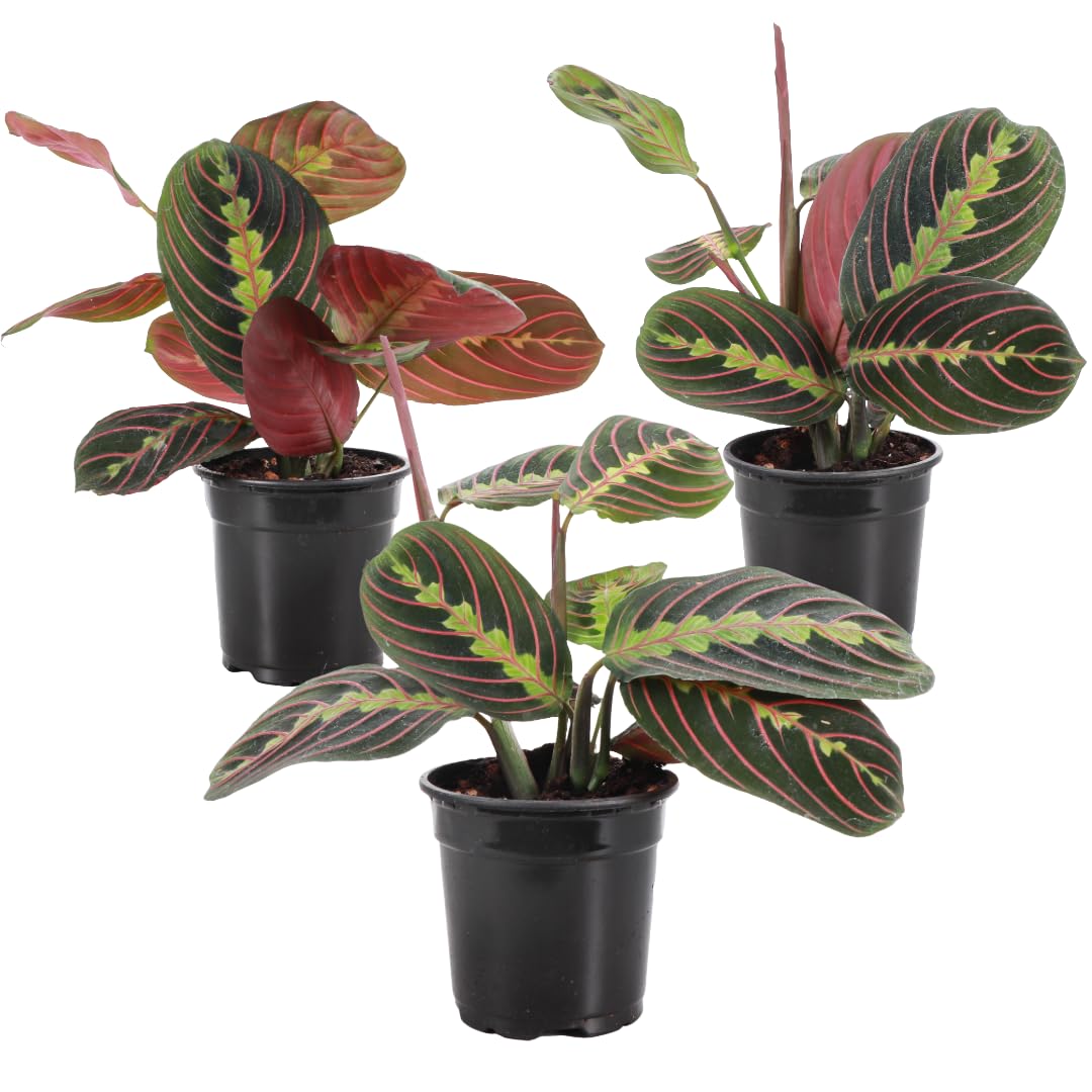 Thorsen's Greenhouse Red Prayer Plant 3 Pack
