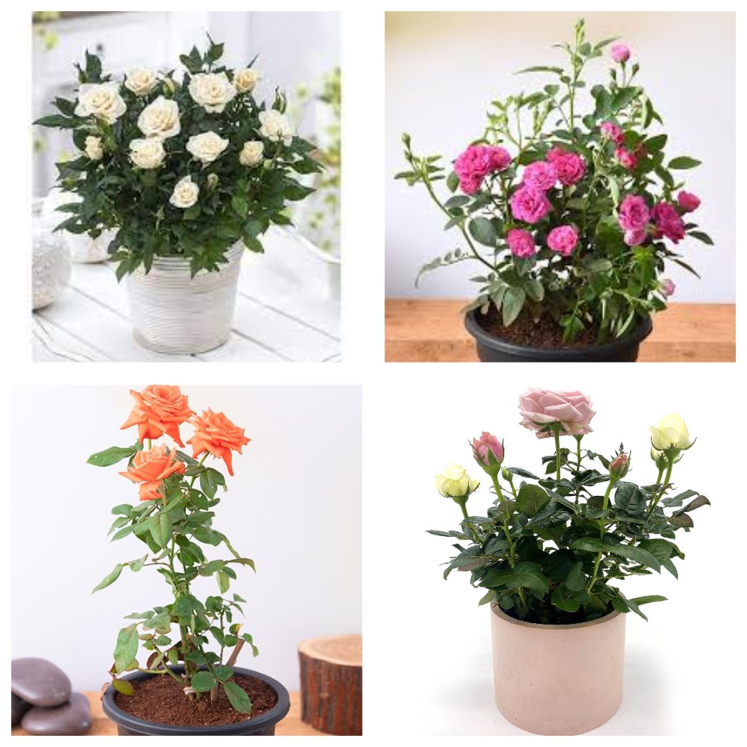 "Original & Authentic Rose Plant Collection - Combo Pack Set of 4 Multicolor Varieties | Live Blooming Roses for Home and Garden | Perfect Gardening Gift Healthy Plants" (B0D96L1NRC) Amazon Price History, Amazon Price Tracker