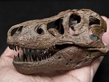 Amazon | ティラノサウルス・レックス T-レックス 頭骨 頭蓋骨 骨格