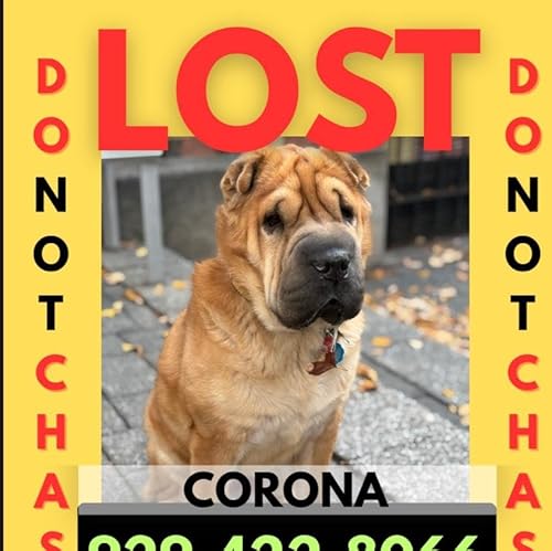 Pictures of missing NYC dog put on weed bags as search continues