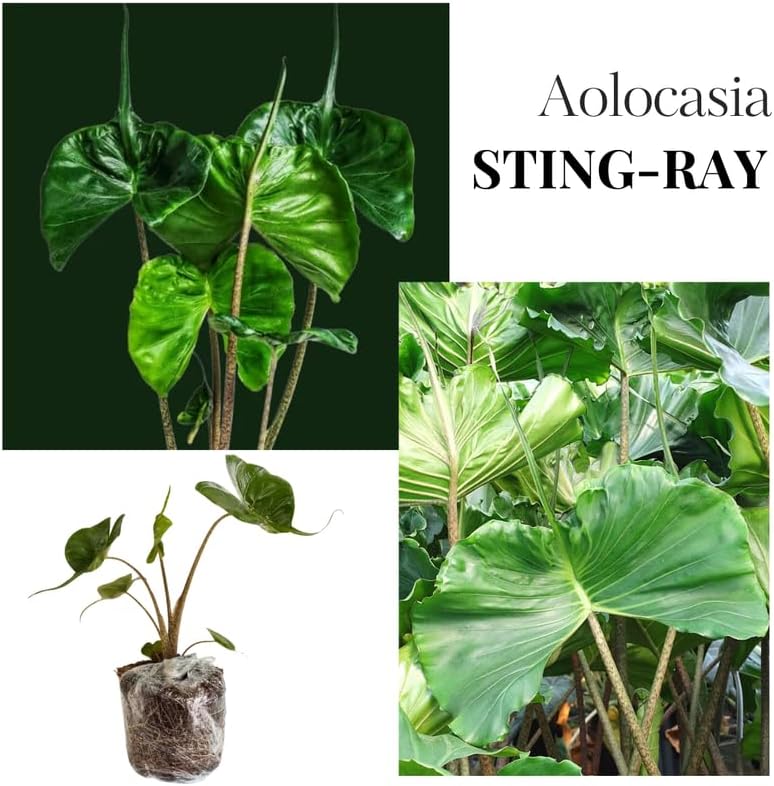 2 Random Colocasia Live Plants, Alocasia Elephant Ear Live Plant for Growing, 4-6" Tall, Cold Hardy, Indoor Outdoor Planting