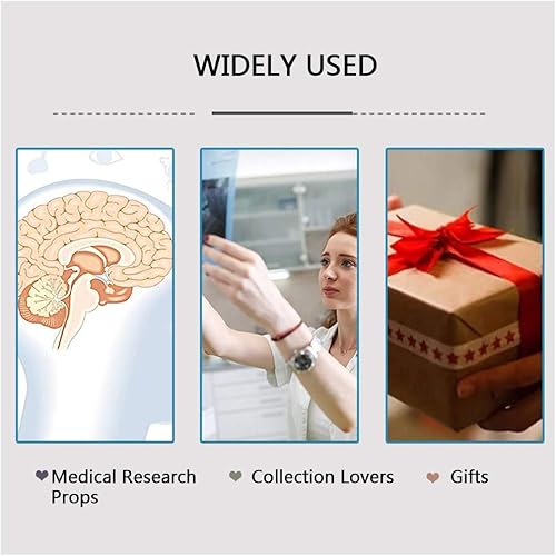 Miniatura 7 de KH66ZKY Sistema digestivo del hígado humano 3D, modelo anatómico, tallado interno de cristal, duodenal, páncreas, pisapapapeles, regalo de ciencia