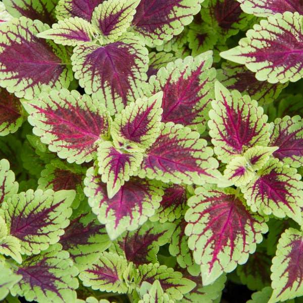 Coleus Defiance Live Plants 4 Starter Plants Red- Bright Yellowish-Green Color.Foliage Indoor/Outdoor 12 Inches Height