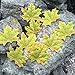 MerryNine 400pcs Artificial Maple Leaves Green