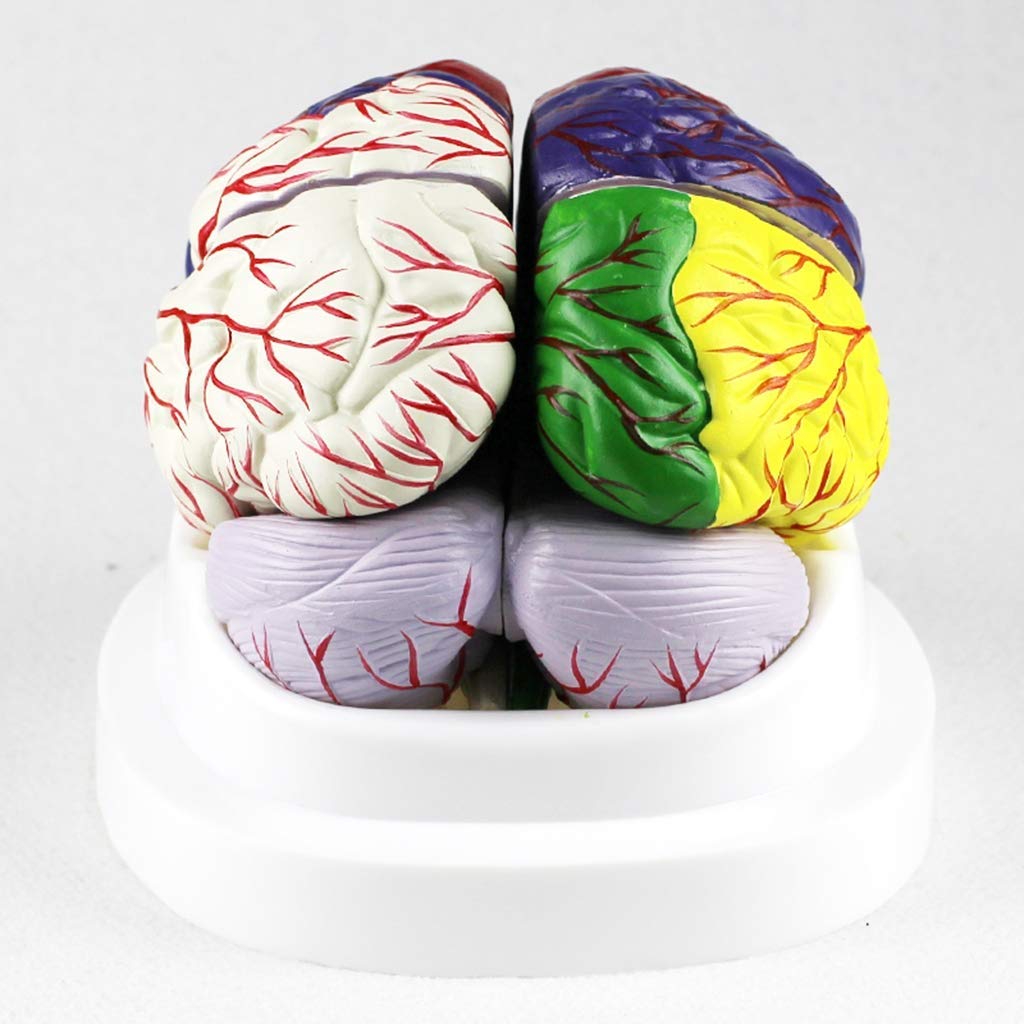 Modelo humanbrain – Modelo de anatomía estructural desmontada, para modelo de enseñanza de estudio científico, equipo de laboratorio