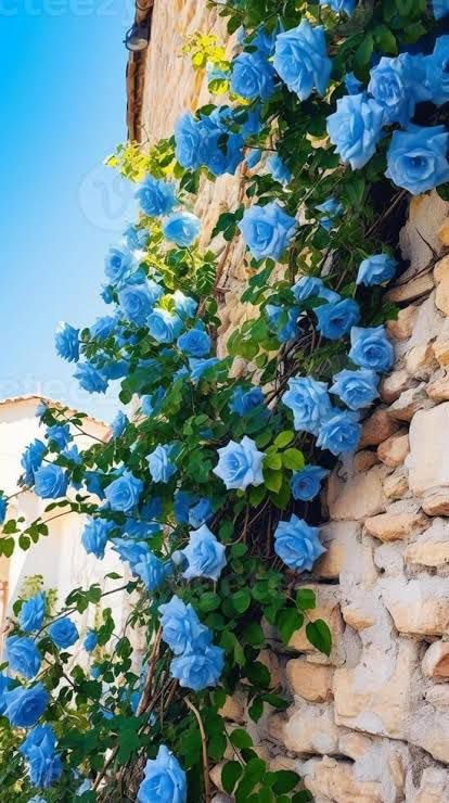 Live Blue Rose Climbing Vine – Rare Fast-Growing Flowering Creeper for Terrace, Balcony, Garden Walls & Fences – Fragrant Blooms, Low Maintenance, Exotic Vertical Beauty-image-28