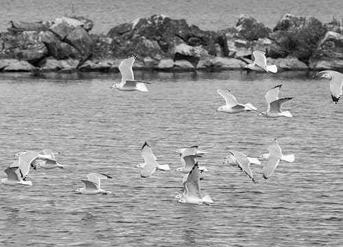 Miniatura 2 de Noah - Rompecabezas de gaviotas con pico de anillo (Larus delawarensis) volando sobre el lago Erie, Lorain, Ohio, Estados Unidos, en blanco y negro,