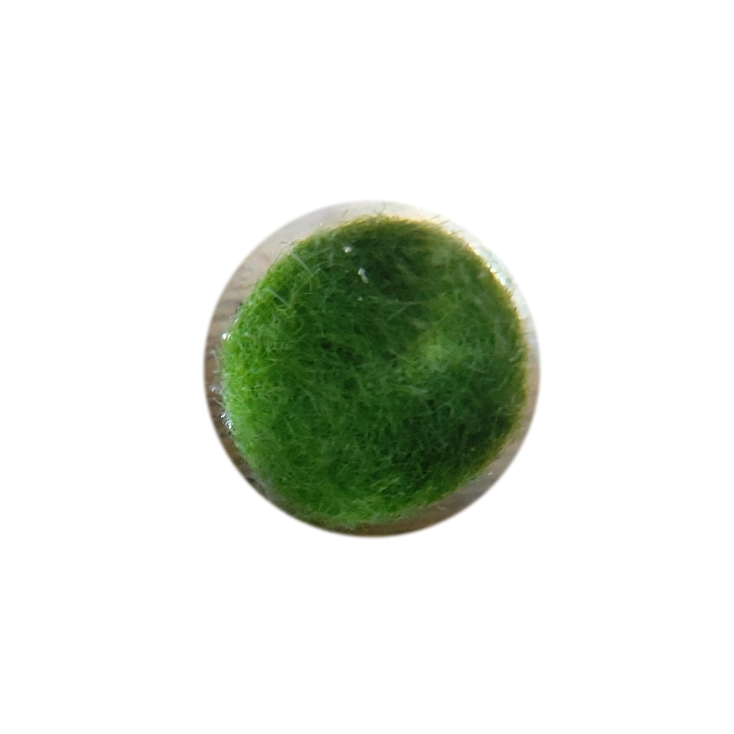 Amazon.co.jp: 100年生きる育成まりも(1.0cm×1) 水草 飼育 : ペット用品