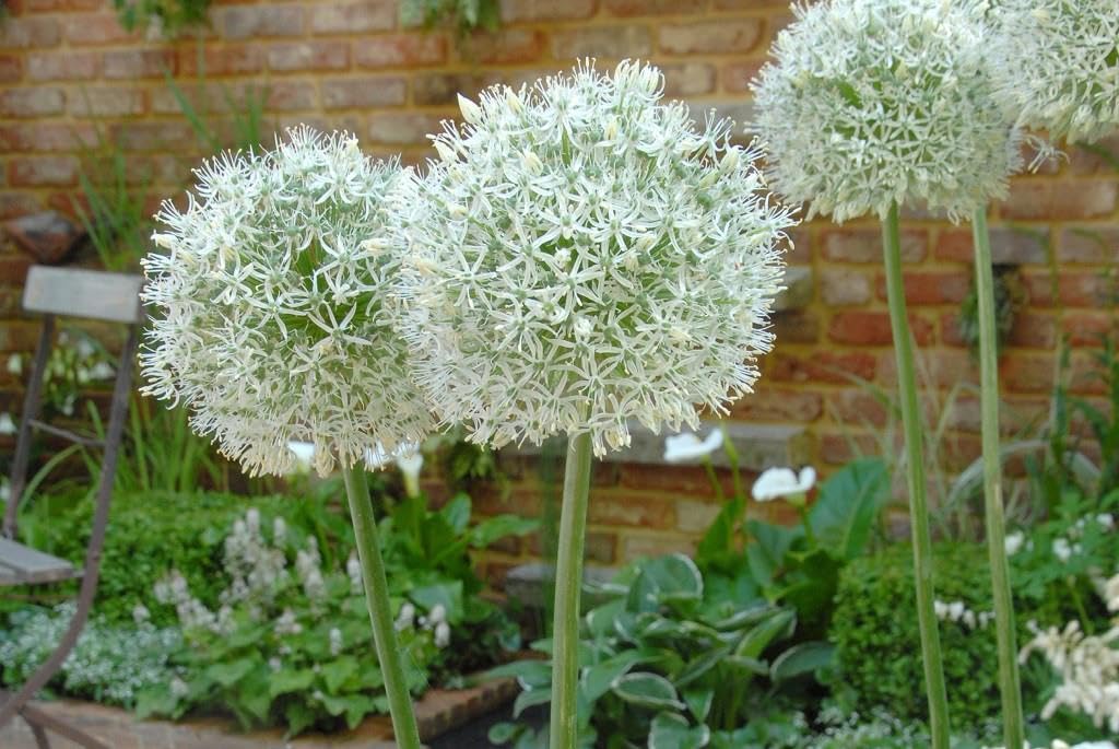 Allium Mount Everest - BIO 75 Blumenzwiebeln aus Holland