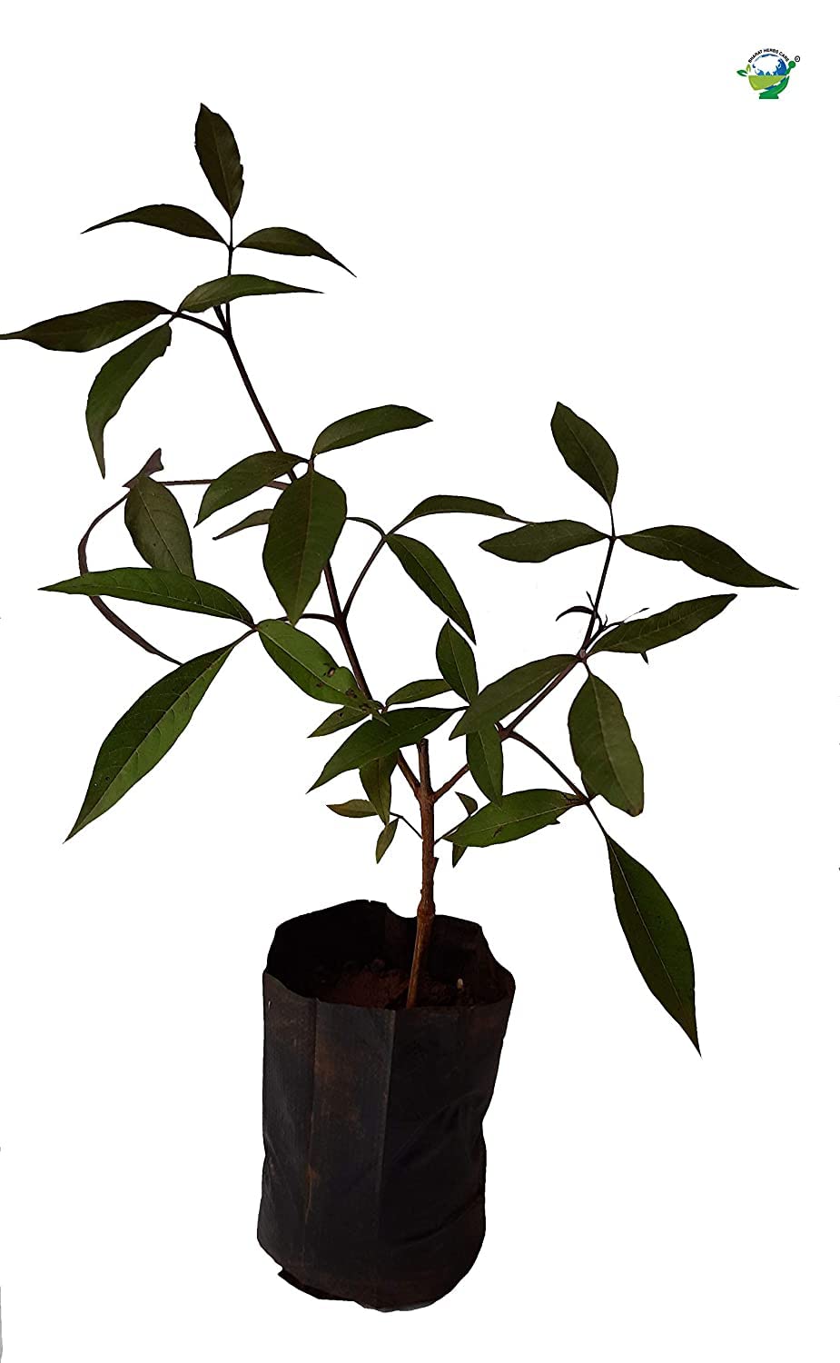 See full amazon price history chart for Bharat Herbs Care Kali Nirgundi Plant or Chinese Chaste Tree or Vitex Negundo Plant is a Large Aromatic Shrub with quadrangular Bharat Herbs Care Kali Nirgundi Plant or Chinese Chaste Tree or Vitex Negundo Plant is a Large Aromatic Shrub with quadrangular (B08MBTQXLR) Amazon Price History, Amazon Price Tracker