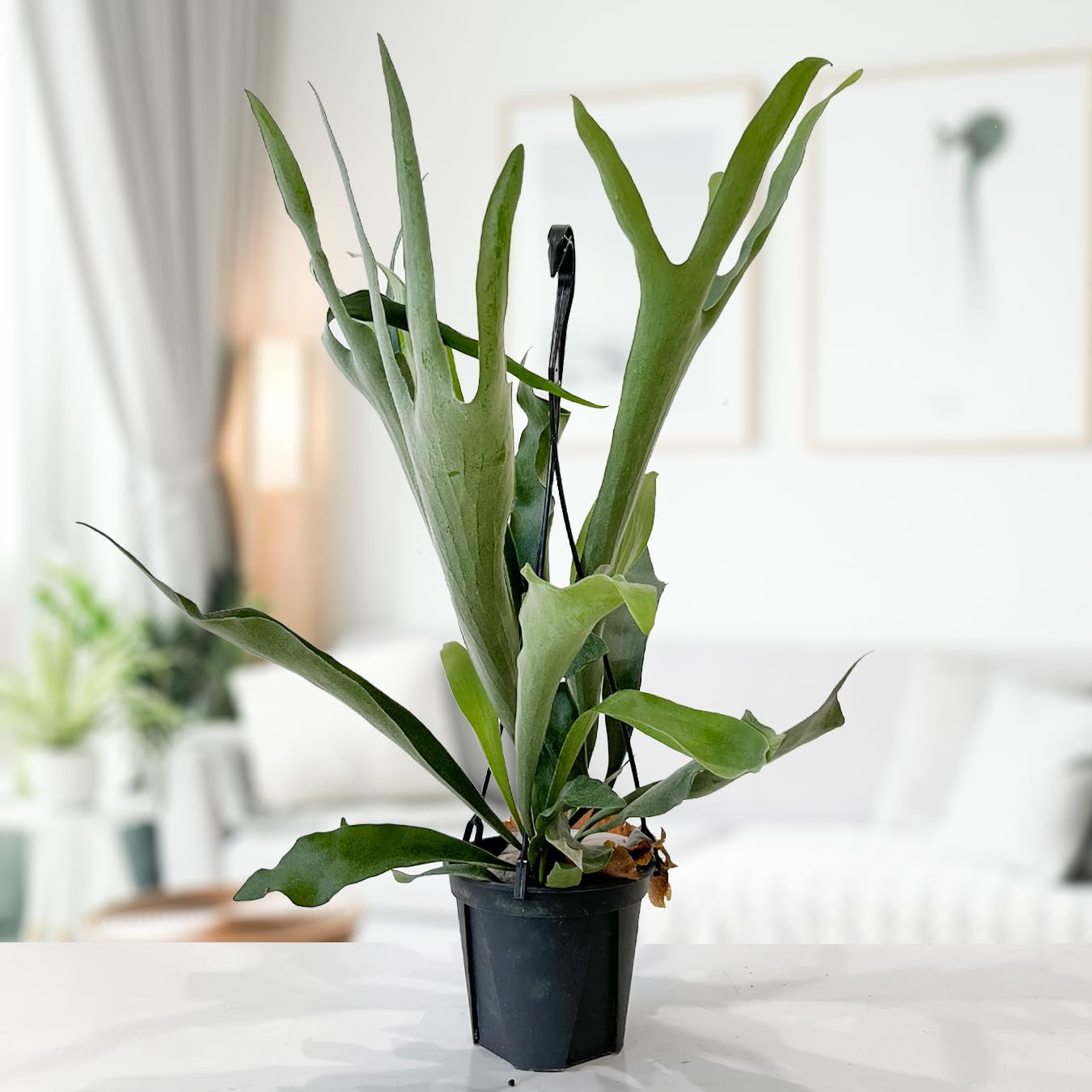 ビカクシダ／コウモリラン 超特大サイズ