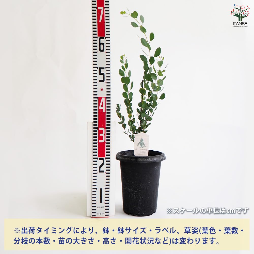 Amazon.co.jp: ITANSE ユーカリ ウェブステリアナ 6号 1個売り