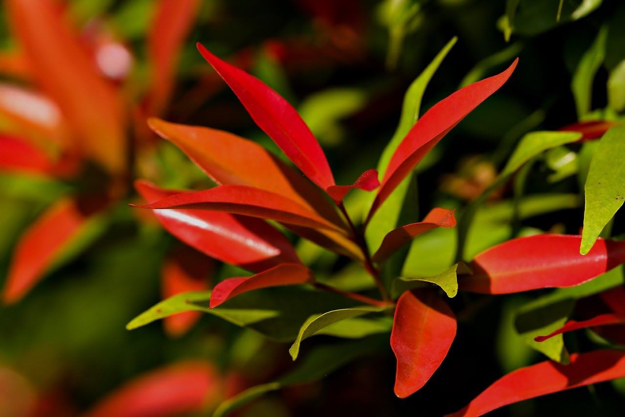 The Gifti ® Red Tip Photinia Plant or Eugenia Red Lilly Pilly Syzygium Myrtifolium Outdoor Ornamental Plants (1 Healthy Live Plant) Plant height 1 fit to 2fit in Nursery Grow Bags (B09T76LF43) Amazon Price History, Amazon Price Tracker