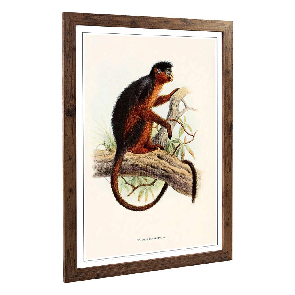Big Box Art Framed Print of Vintage Joseph Wolf Colobus Monkey Design | Wall Art Picture | Home Decor for Kitchen, Living Room, Bedroom, Hallway, Walnut, A2 / 24.5x18 Inch / 62x45cm