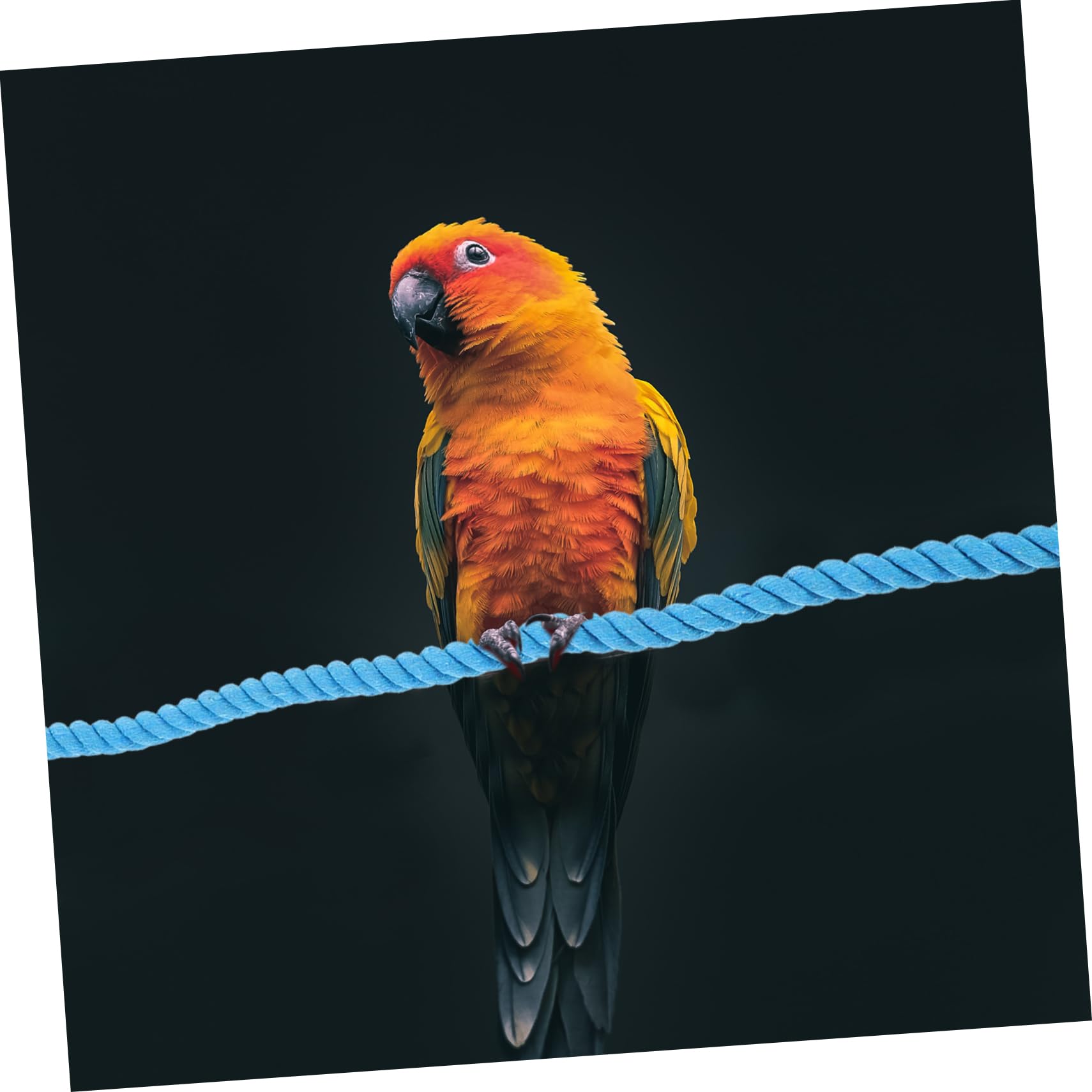 Generic Bird Parrot Swing Rope Chewing for Parrots Hanging Climbing Perch for Birdcage Durable and Decorative Bird Rope Perch for Fun Playtime Activities