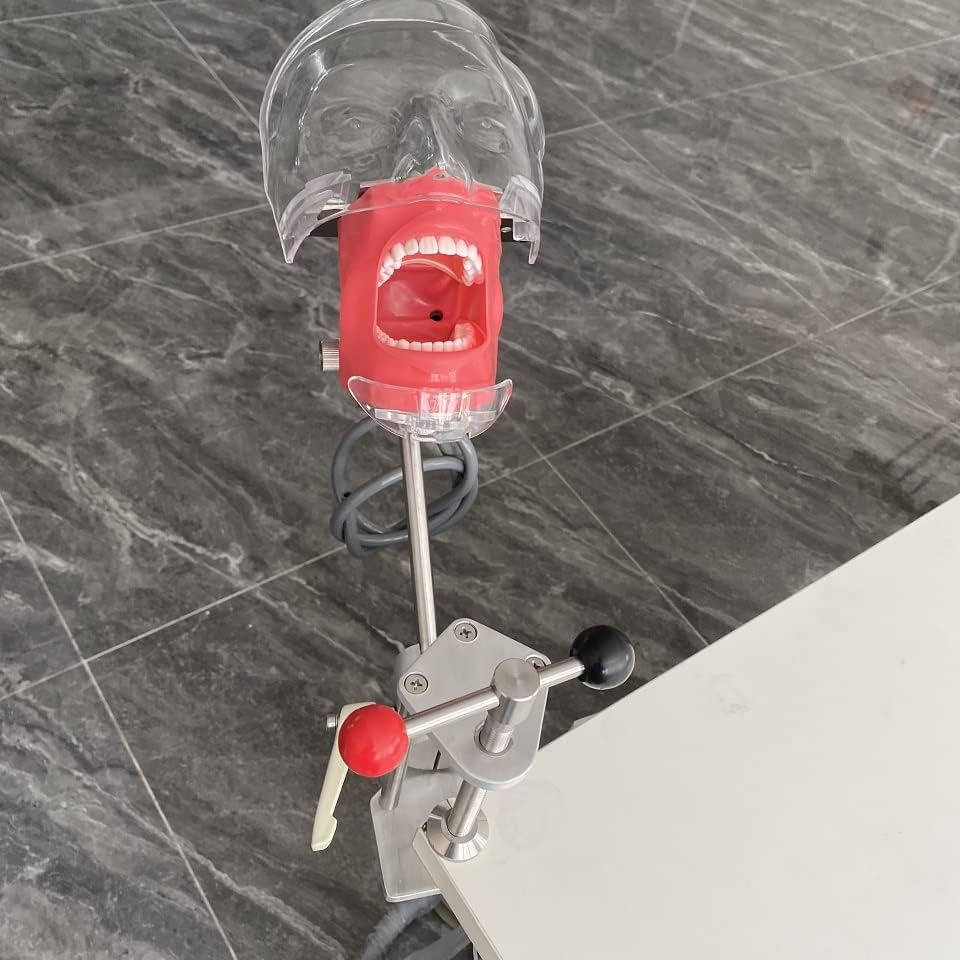 Miniatura 2 de Modelo de cabeza simple de EE. UU. Simulador dental Manikin Phantom con dientes Modelo de cabeza fantasma dental con soporte de banco para