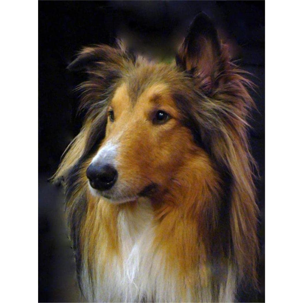 Sanzez Hrim009 Diy 5D Diamond Painting Rough Collie Dog Painting By Number Kits Embroidery Drawing Rhinestone Art Craft 30X40cm