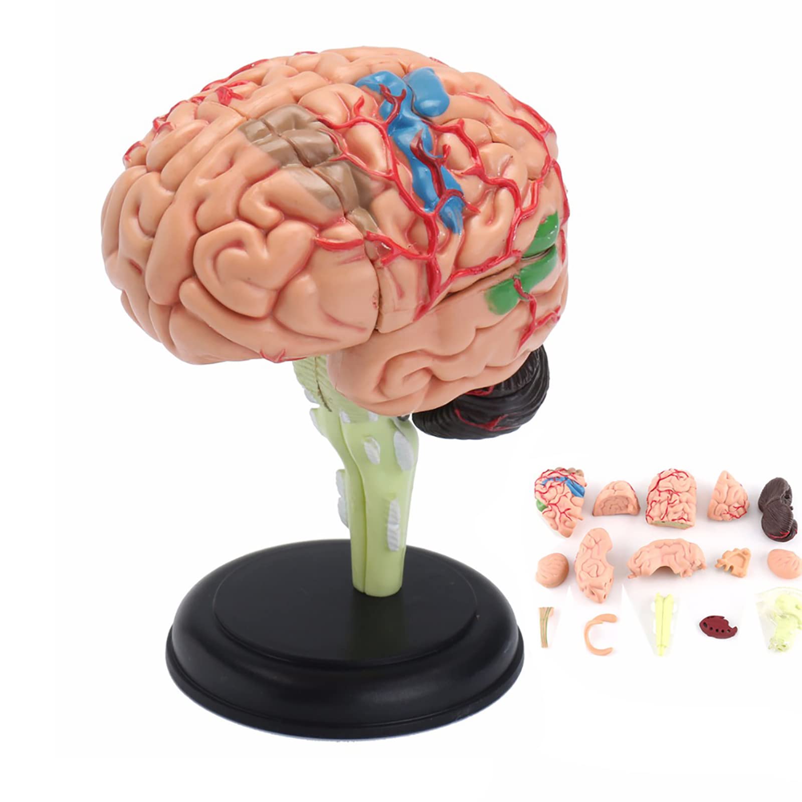Buy iksvmsis Brain Model Human, Brain Model Anatomy, 1 2 Life Size