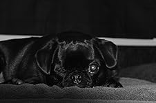 Review Image by BirdY-Q BirdY-Q